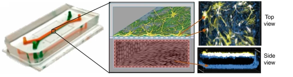 Organ-on-a-chip reconstitution of the human BBB on a chip.