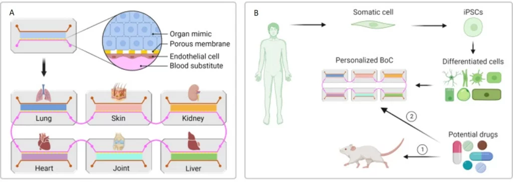 organ-on-a-chip body-on-a-chip modular design