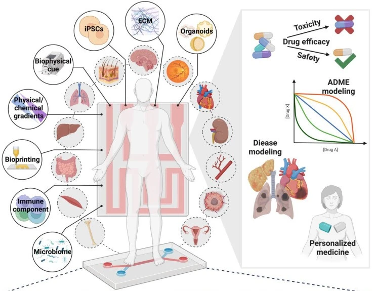 Organ-on-a-chip applications