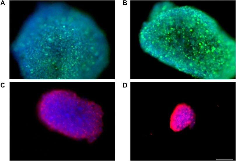 spheroids bioreactor low-shear stress