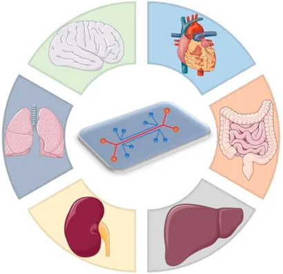 organ-on-chip