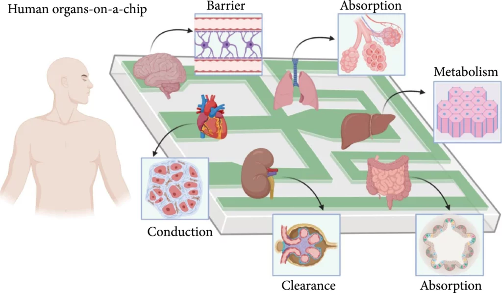 Concept of human-on-a-chip microfluidics