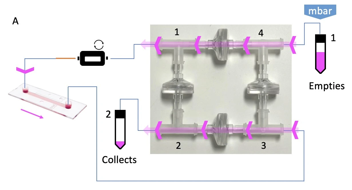 perfusion cell culture recirculation bridge direction 1