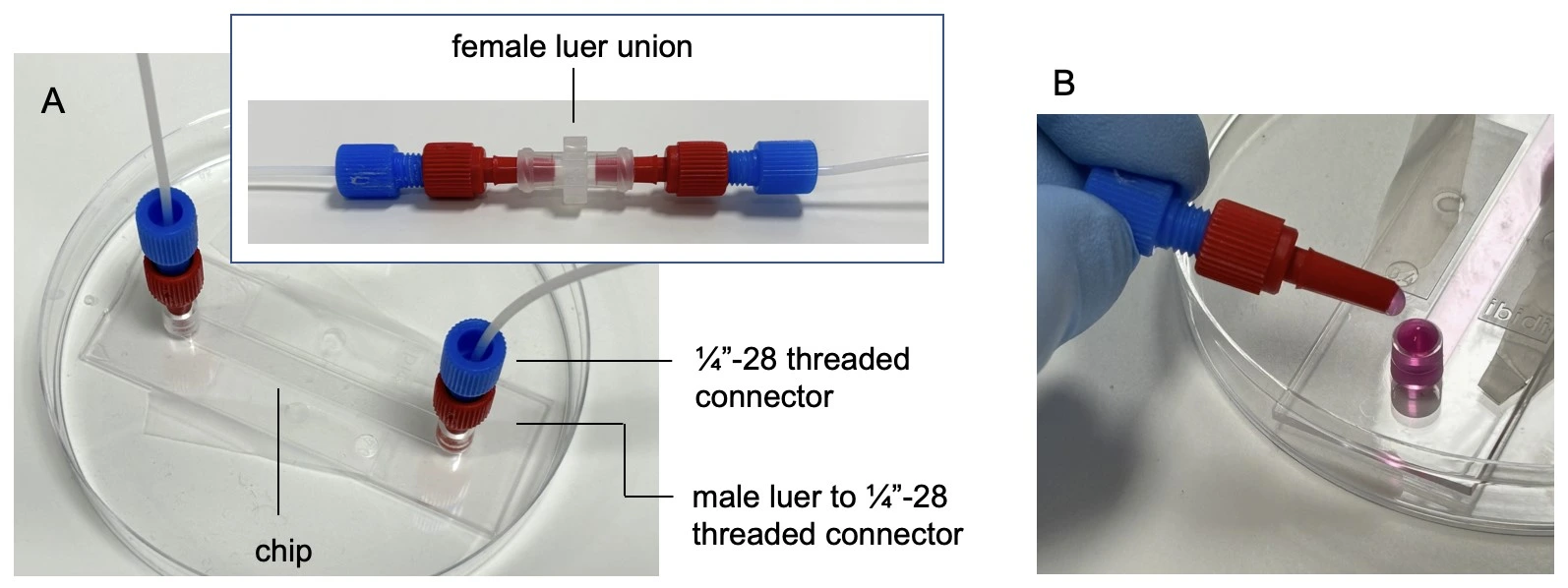 chip connection female luer for cell perfusion