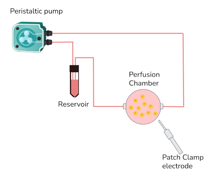 patch clamping peristaltic pump schematics