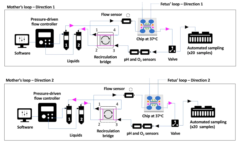 placenta model schematics