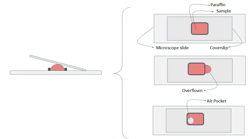 immunohistochemistry_protocol_schematics